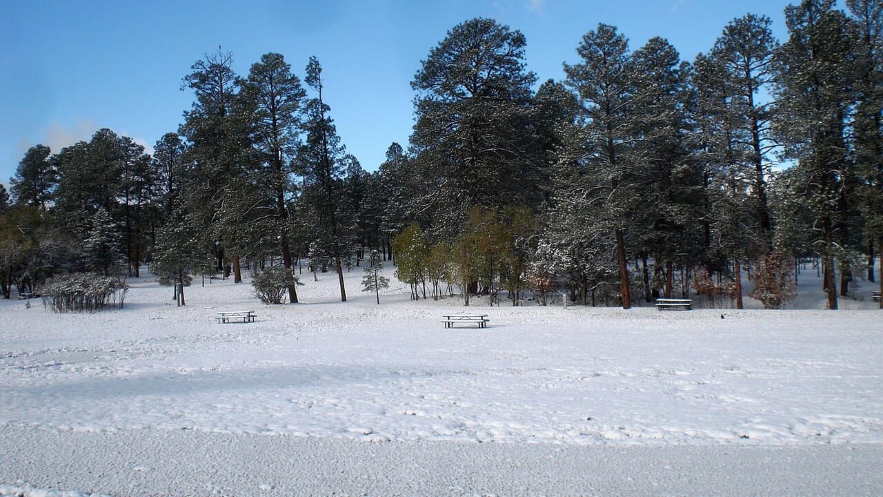 Snow across the open lawn and picnic tables at Wingfield Park, ringed by ponderosa pines.